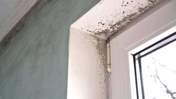Best Industrial Mold Remediation in Oregon, WI