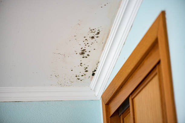 Best DIY Mold Remediation Support Services in Oregon, WI