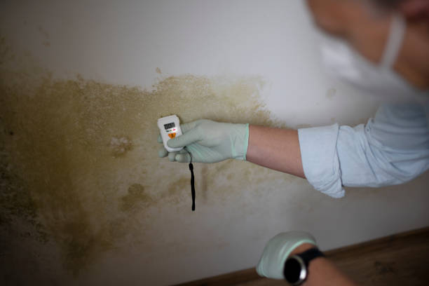 Best Basement Mold Remediation in Oregon, WI