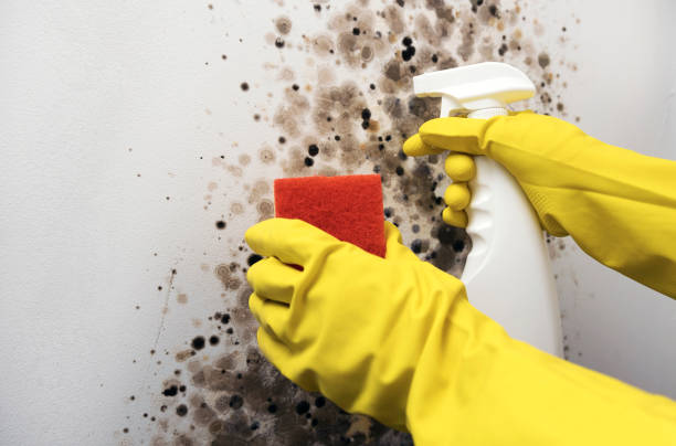 Professional Mold Remediation in Oregon, WI