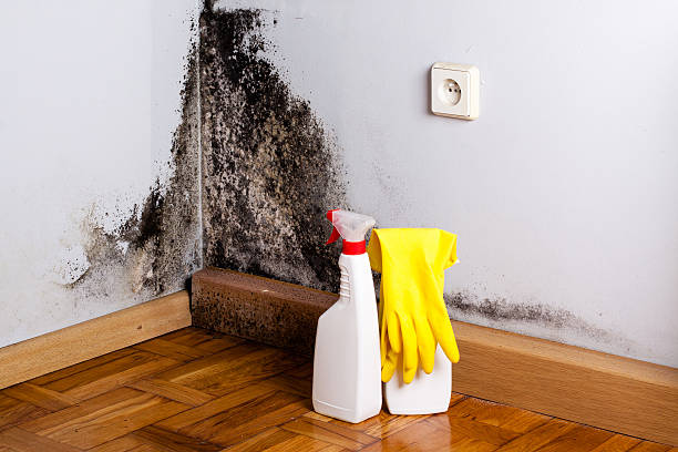 Best HVAC Mold Remediation in Oregon, WI