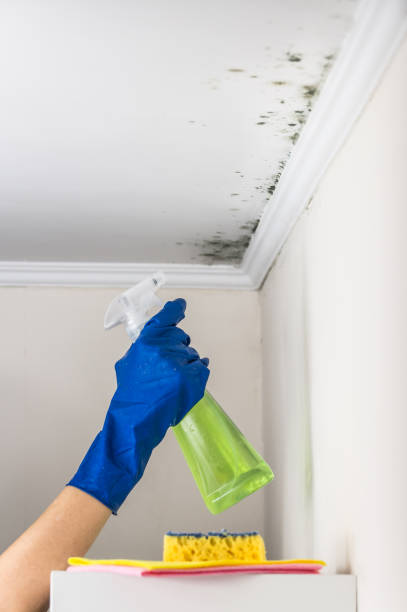 Best Mold Testing and Inspection Services in Oregon, WI