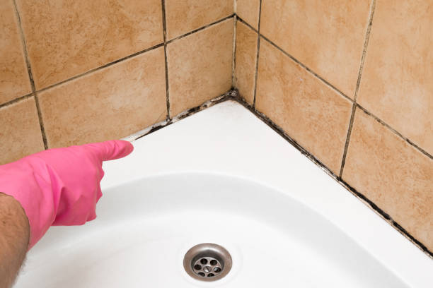 Best Crawl Space Mold Remediation in Oregon, WI