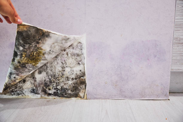 Best Post-Flood Mold Remediation in Oregon, WI